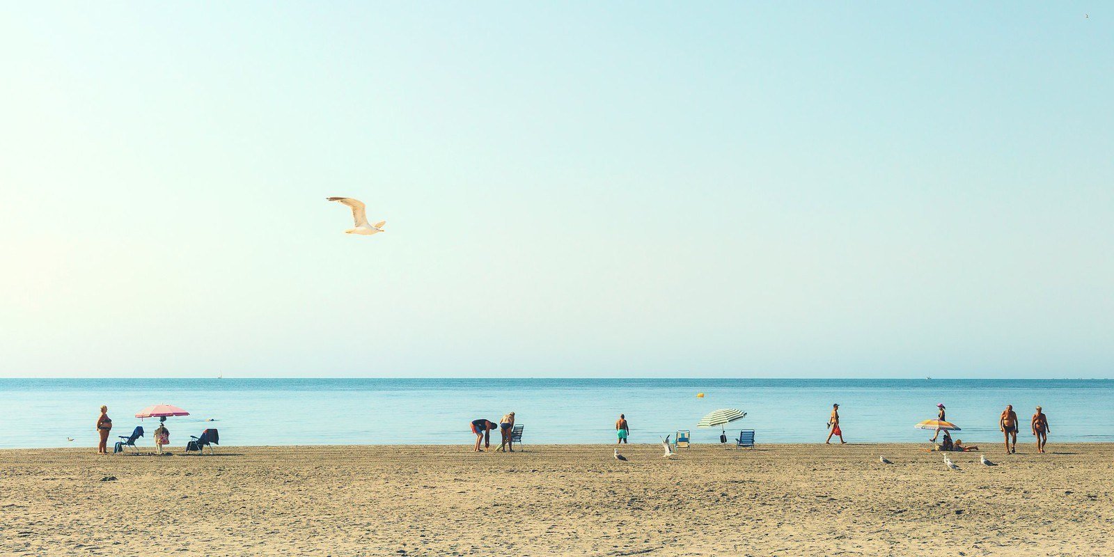 La gaviota